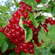 Саджанець Порічка Роднеус в контейнері